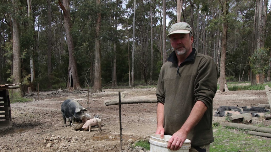 A farmer holds a bucket, there are two pigs behind him happily eating.