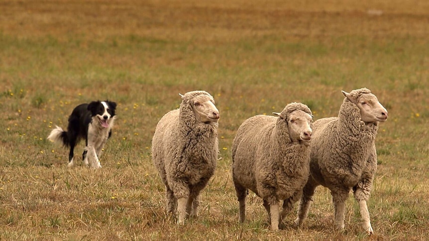 National Sheep Dog Trial Championships