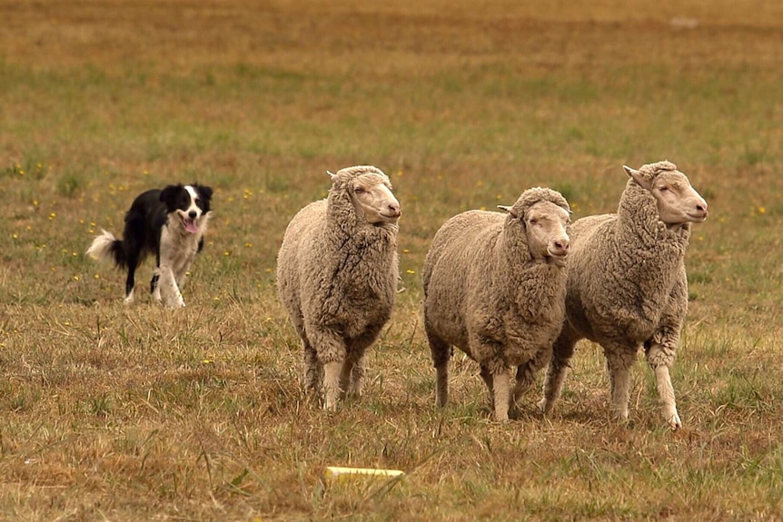 National Sheep Dog Trial Championships