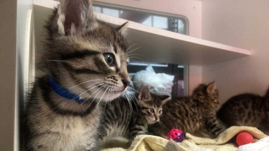 A group of kittens play with balls