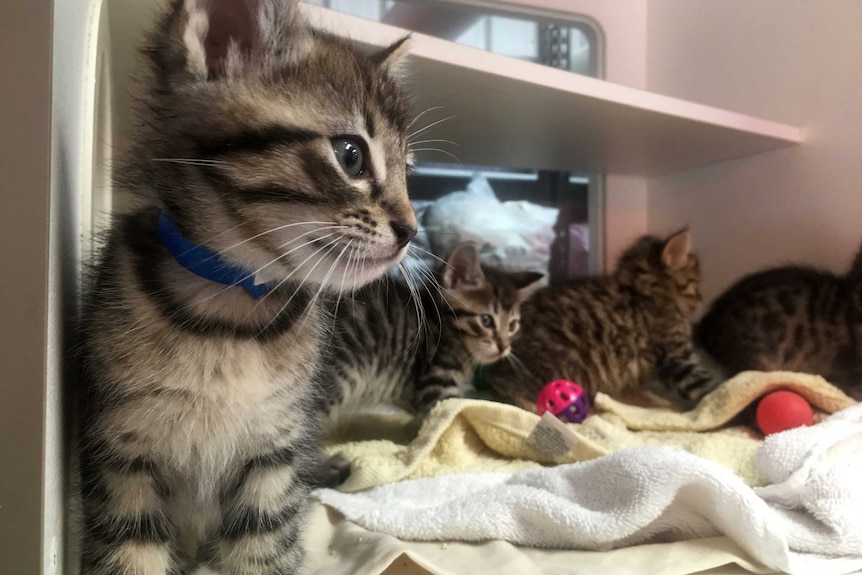 A group of kittens play with balls