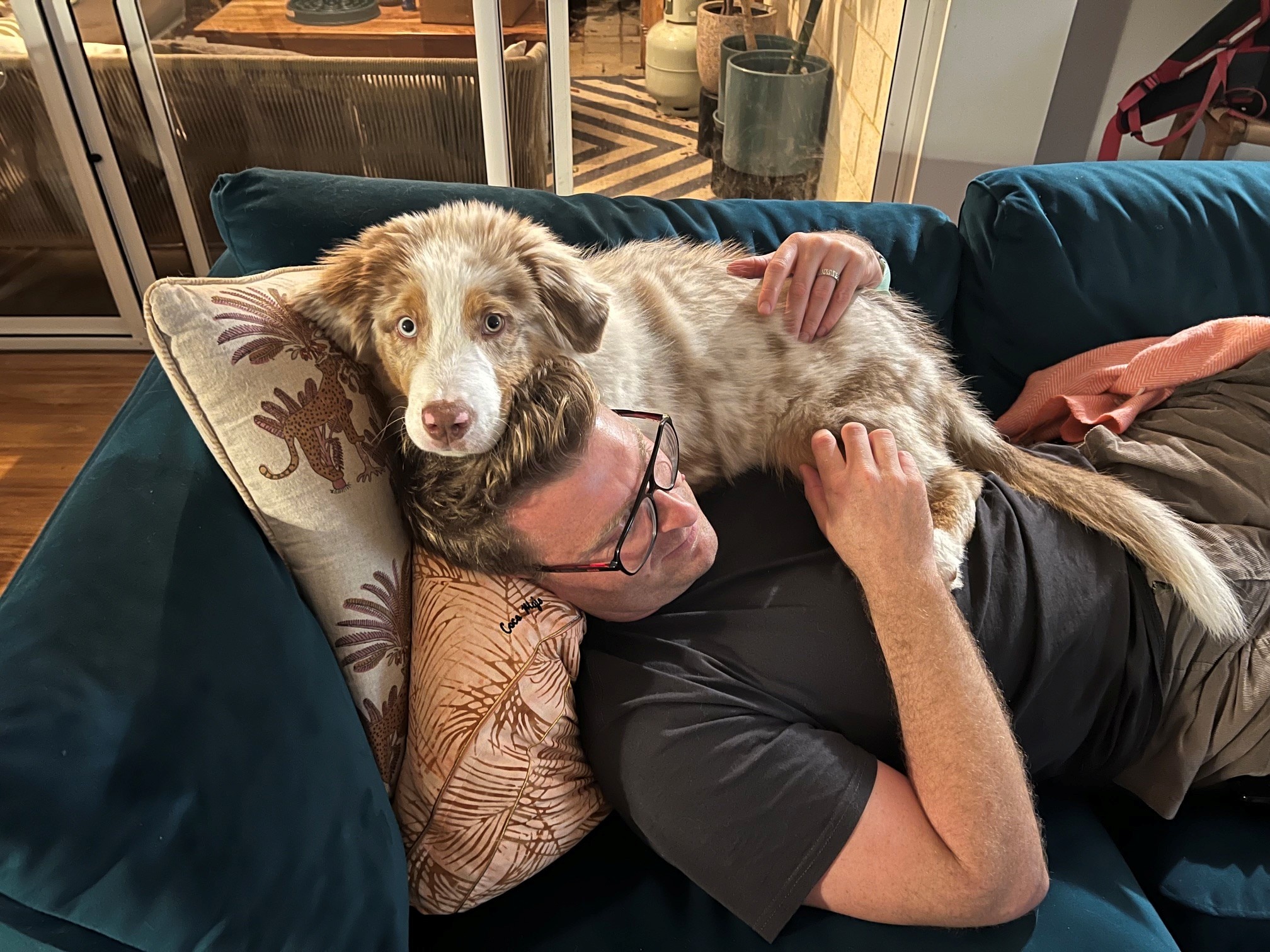 An Australian shepherd pup sits on the head of a man sleeping on a couch.