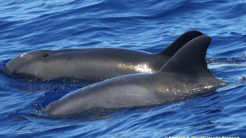 Two marine mammals, one a hybrid, frolicking off the island of Kauai in August 2017