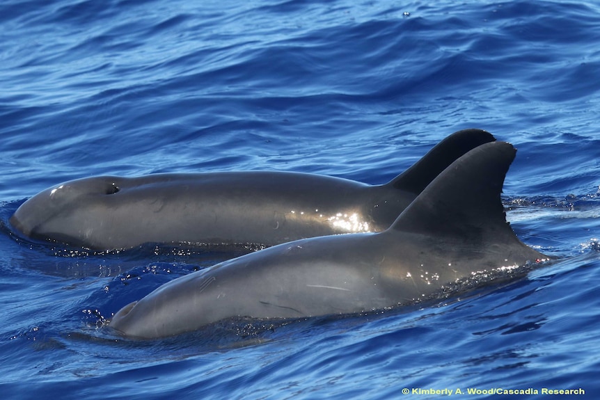 Two marine mammals, one a hybrid, frolicking off the island of Kauai in August 2017