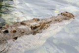 NT park rangers warn saltwater crocs are on the move after heavy rains.