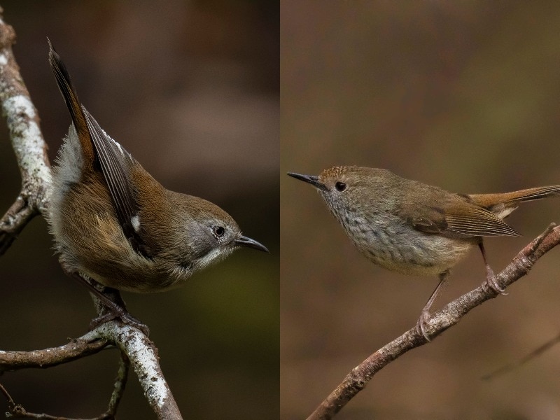 King Island brown thornbill and King Island scrubtit composite image