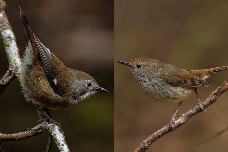 King Island brown thornbill and King Island scrubtit composite image