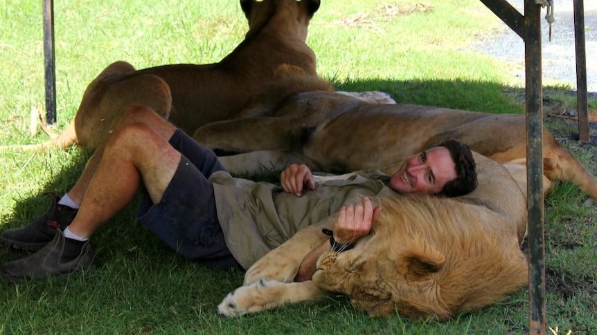 Animal trainer Matthew Ezekial lies with lion Hulk in the shade.