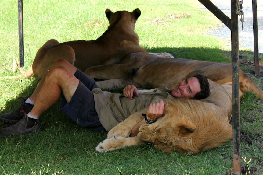 Animal trainer Matthew Ezekial lies with lion Hulk in the shade.