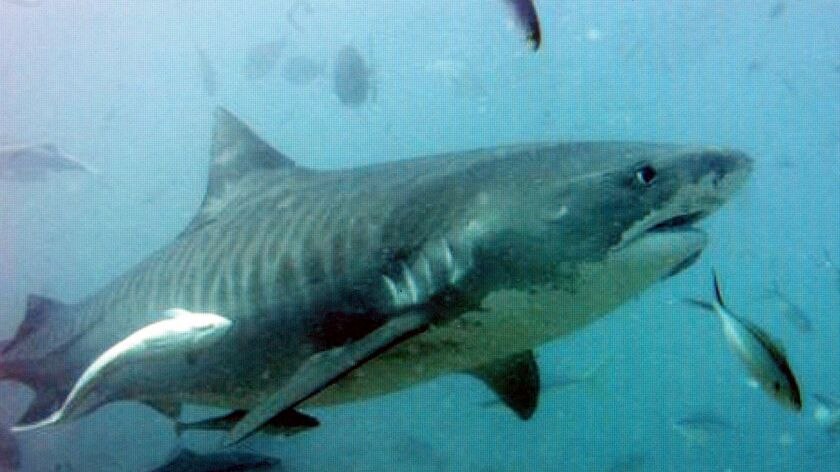 It is believed a three-metre tiger shark attacked the man. (file photo)