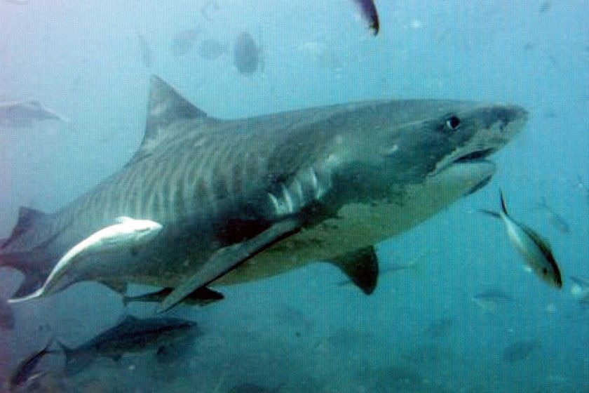 A tiger shark swims surrounded by fish