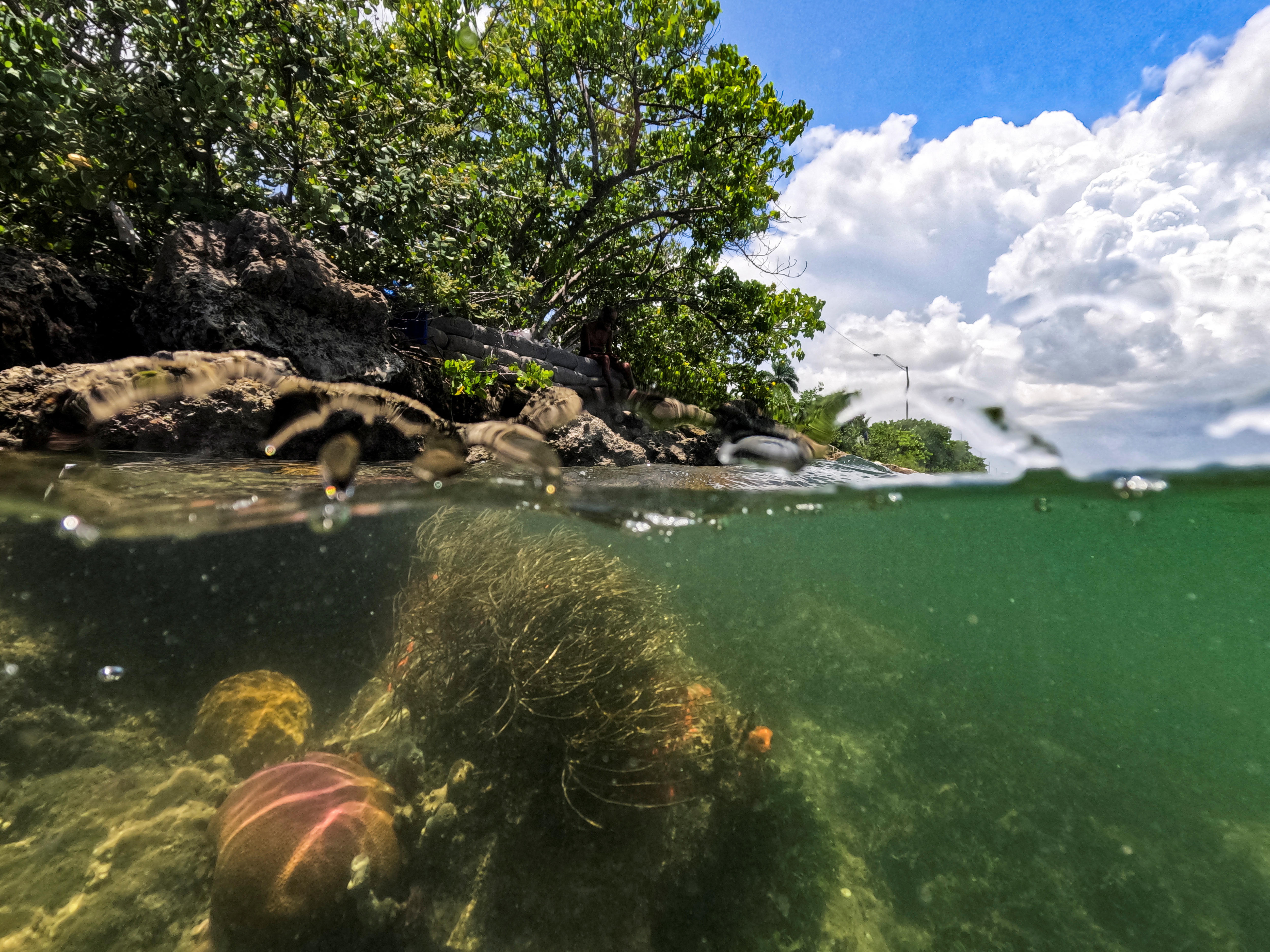 A view of coral under water in Florida with a view of trees on the shore as well