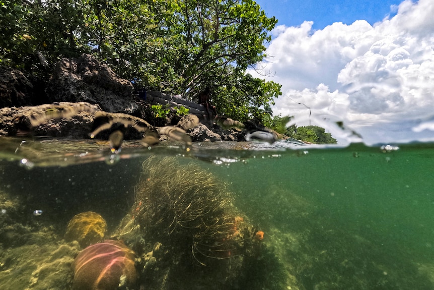 A view of coral under water in Florida with a view of trees on the shore as well