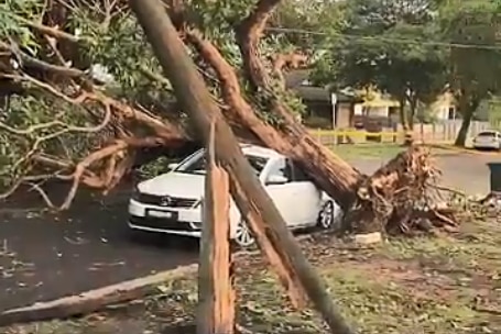 A tree hitting a car on a street in Parramatta