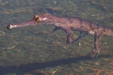 A dwarf or pygmy crocodile