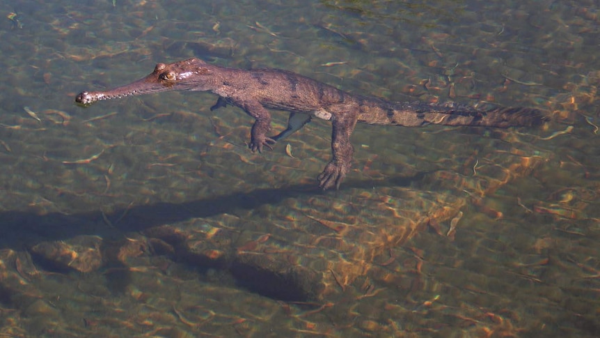 A dwarf or pygmy crocodile