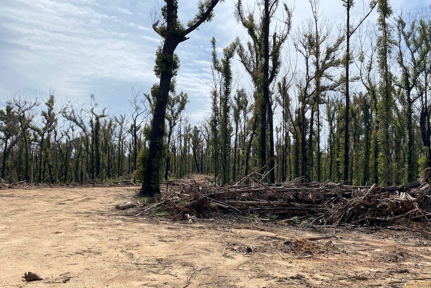Bushfire fire-affected trees stand near piles of timber.