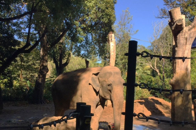 Tricia the elephant enjoys a snack at Perth Zoo