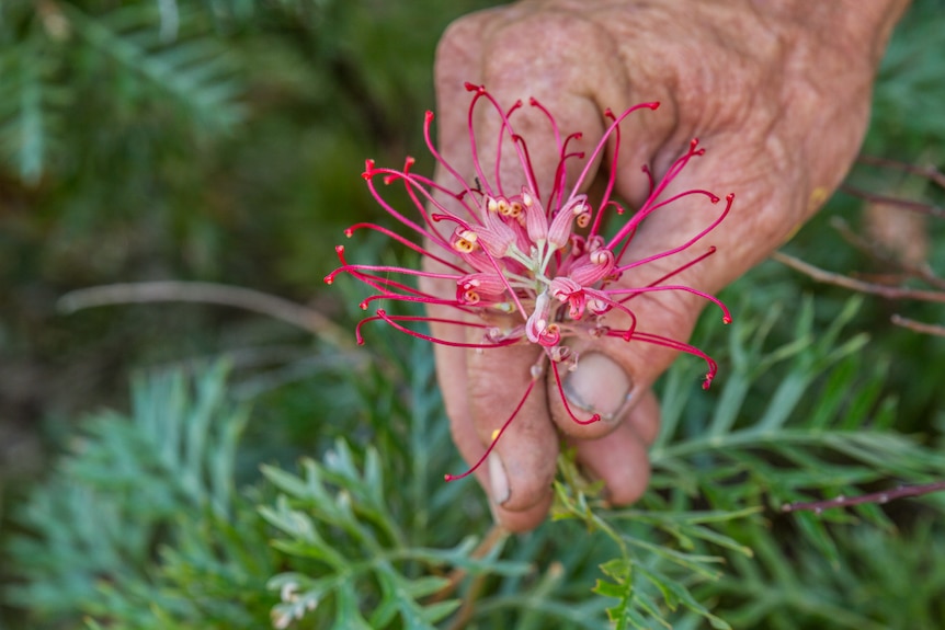 A rugged hand holding a flower in a garden.