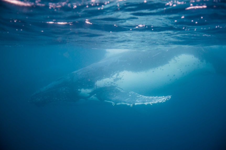 Swimming with the whales of Queensland's Sunshine Coast