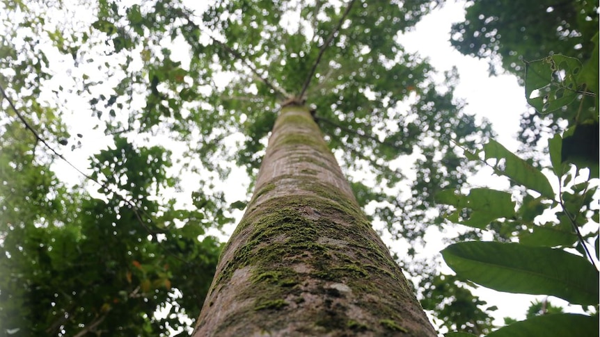 Close-up of tree trunk looking up into canopy