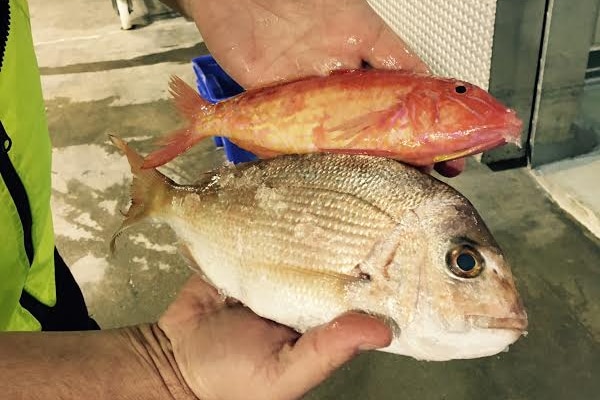 Brad Duncan from the Lakes Entrance Fishermen's Co-operative holds up some freshly caught fish.