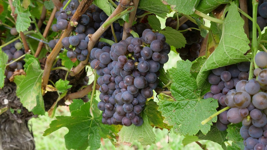 Les producteurs de vin annoncent une récolte exceptionnelle avant les négociations commerciales entre la Chine et l’Australie