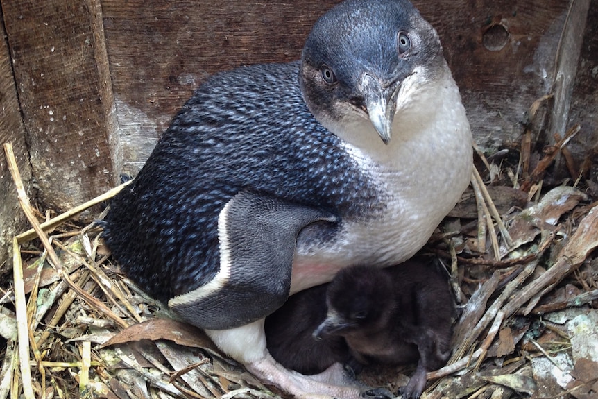 An adult little penguin stands over a chick in a nesting box filled with straw.
