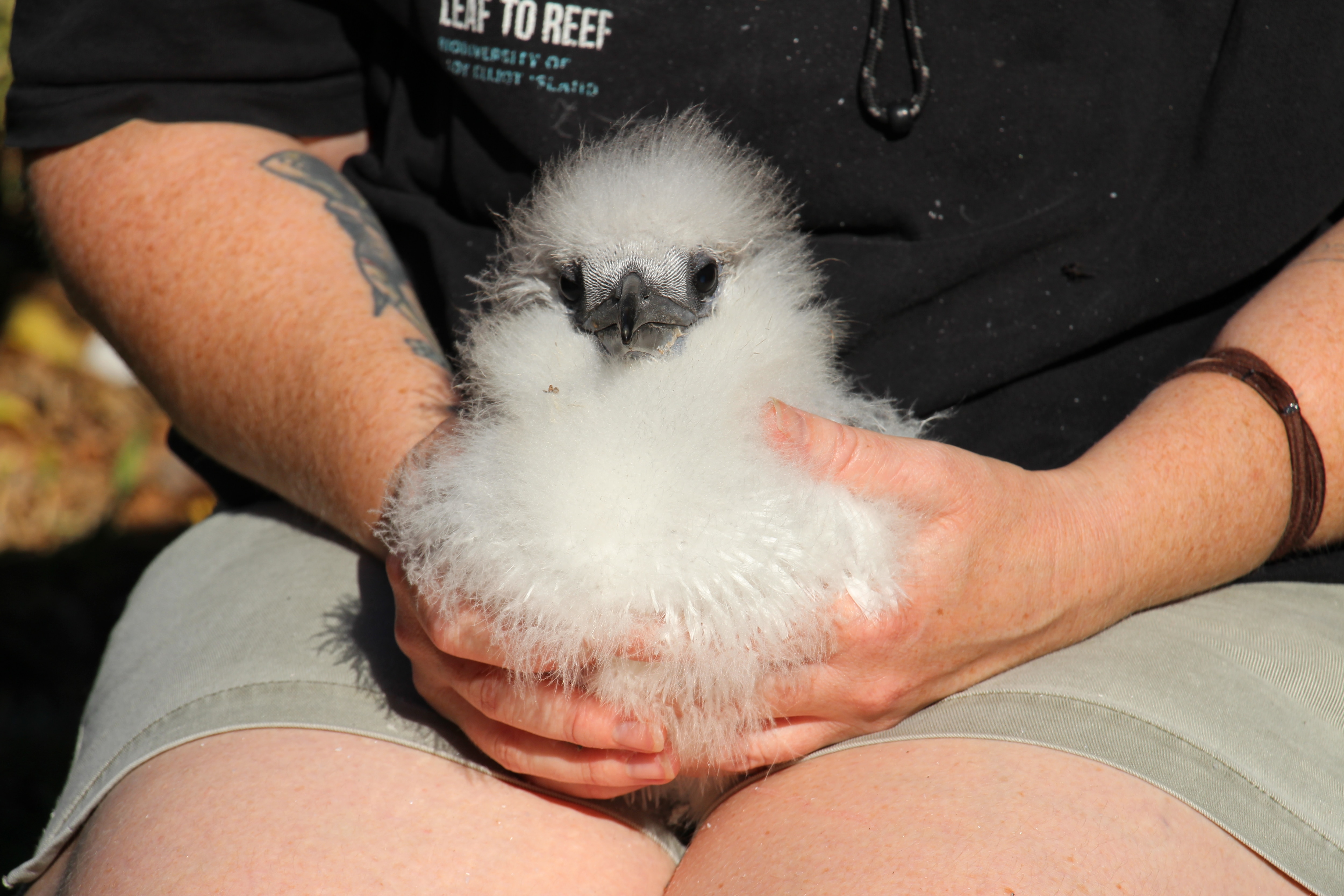 Bird flu threatens to devastate seabird population on Great Barrier Reef