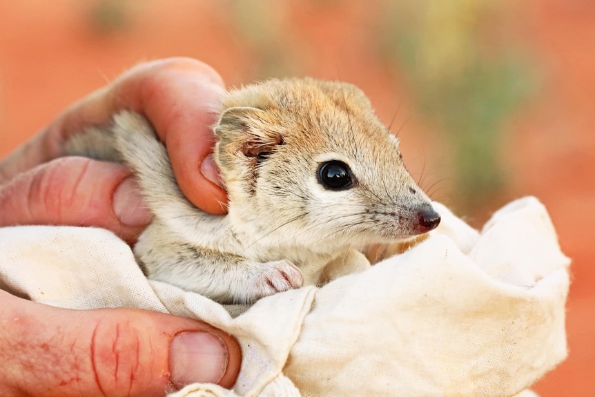 white and tan furred small mammal is held on top of a linen bag by a human hand