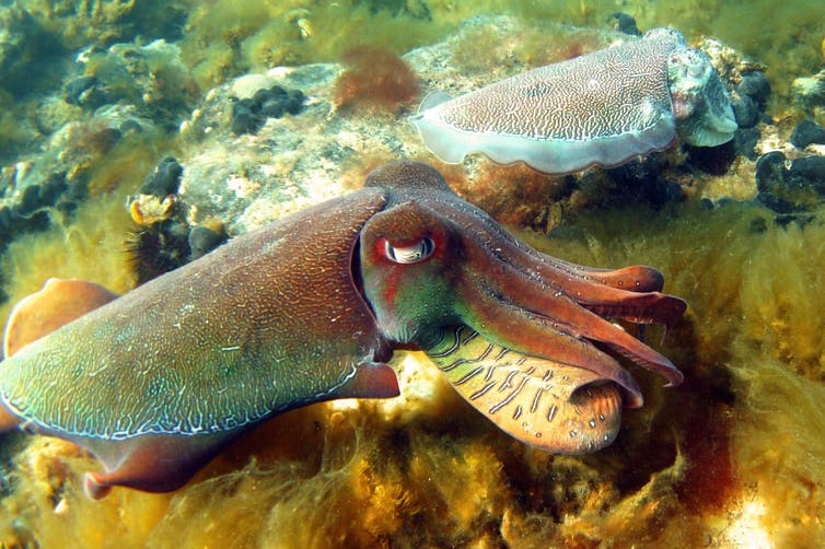 Cuttlefish in the ocean off the coast of Australia.