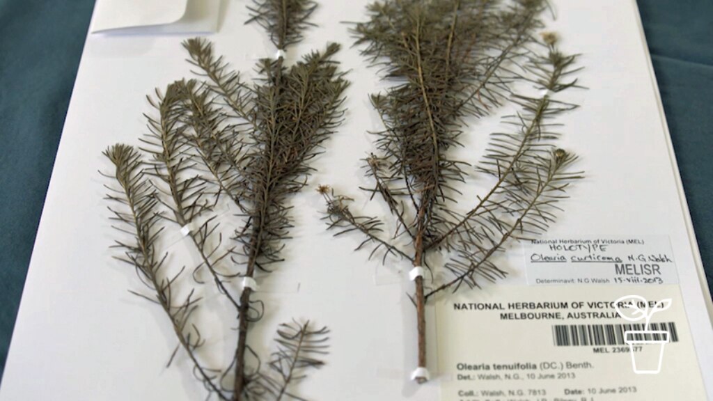 Preserving Plants - Gardening Australia