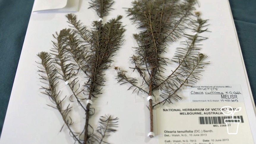 Dried plant museum specimen on cardboard with label 'National Herbarium of Victoria'