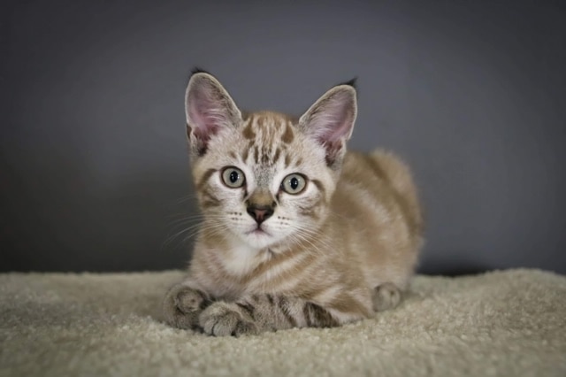 A greyish ginger kitten looks at the camera. It is on a wool blanket and there is a grey background.