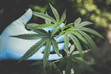 A surgical gloved-hand inspects marijuana leaves at a greenhouse in Thailand.