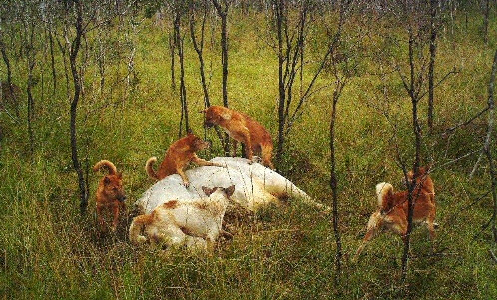 Леопард против собак: что делает кошка при встрече с дикими псами Заметки о живо