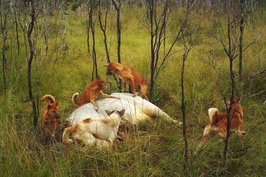 Wild dogs eating a dead cow