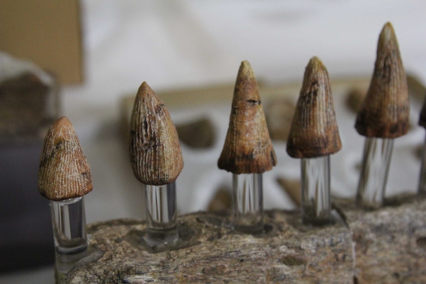 Brown fossilised teeth on clear plastic pegs