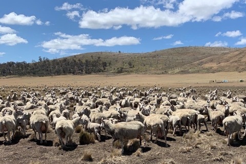 There are hundreds of sheep standing in dry pastures in Tasmania