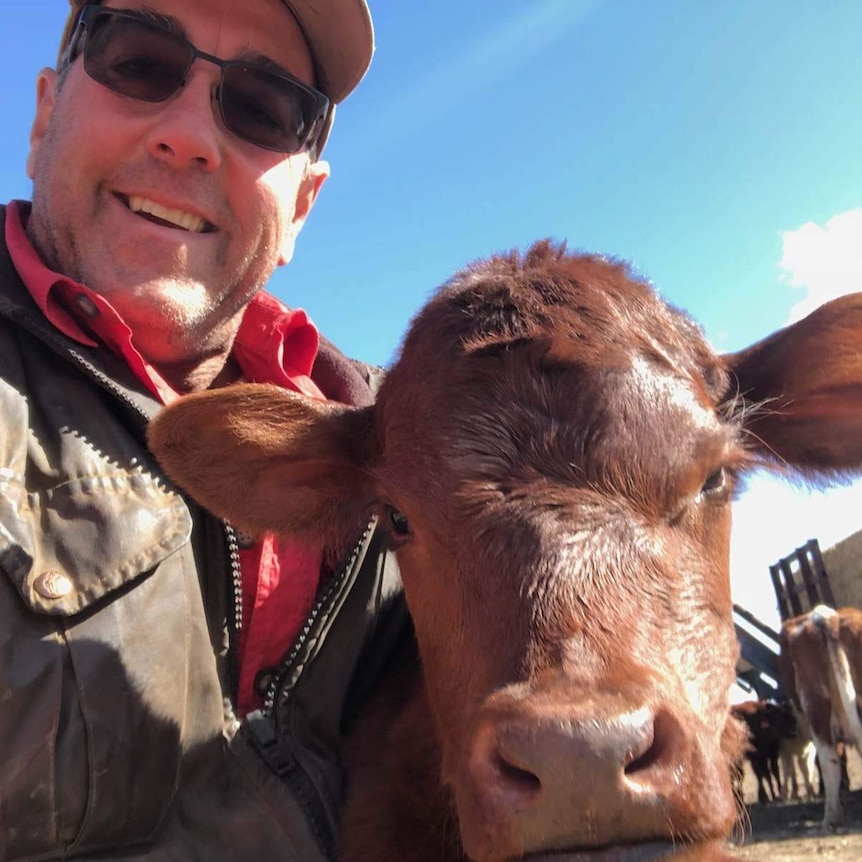 A man wearing sunglasses and a cap smiles at the camera while patting a brown calf.