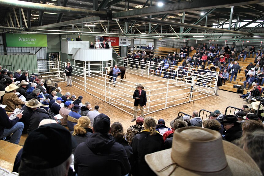 The selling ring at a cattle sale.