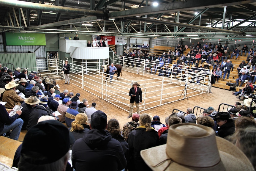 The selling ring at a cattle sale.