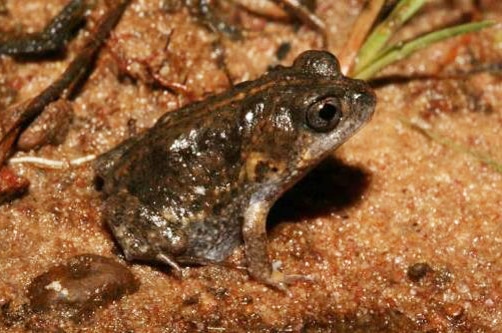 Howard River toadlet