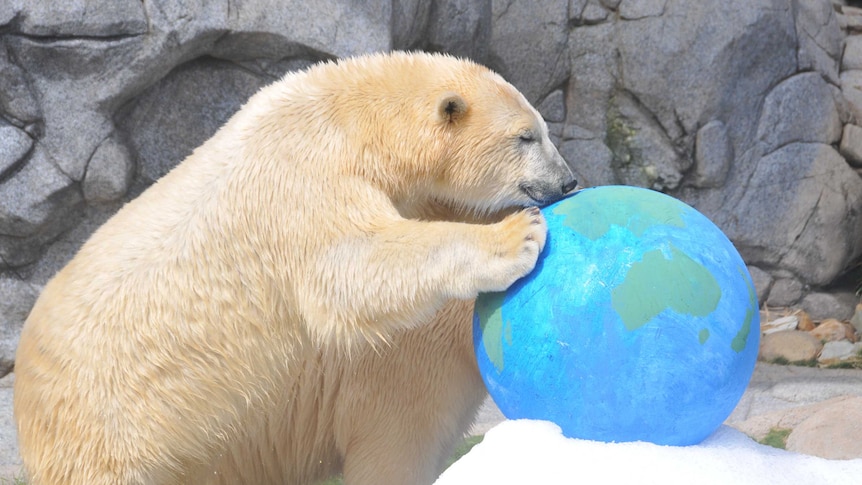 Henry the polar bear