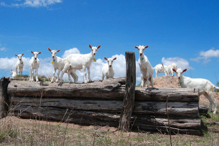 Sannan goats are ideal for producing dairy products