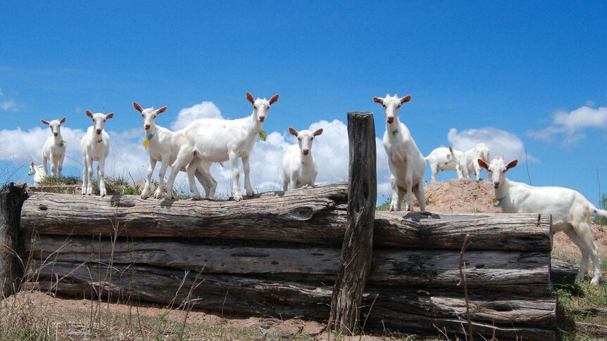 A group of white goats standing on top of logs.