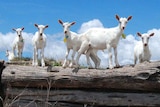 A group of white goats standing on top of logs.