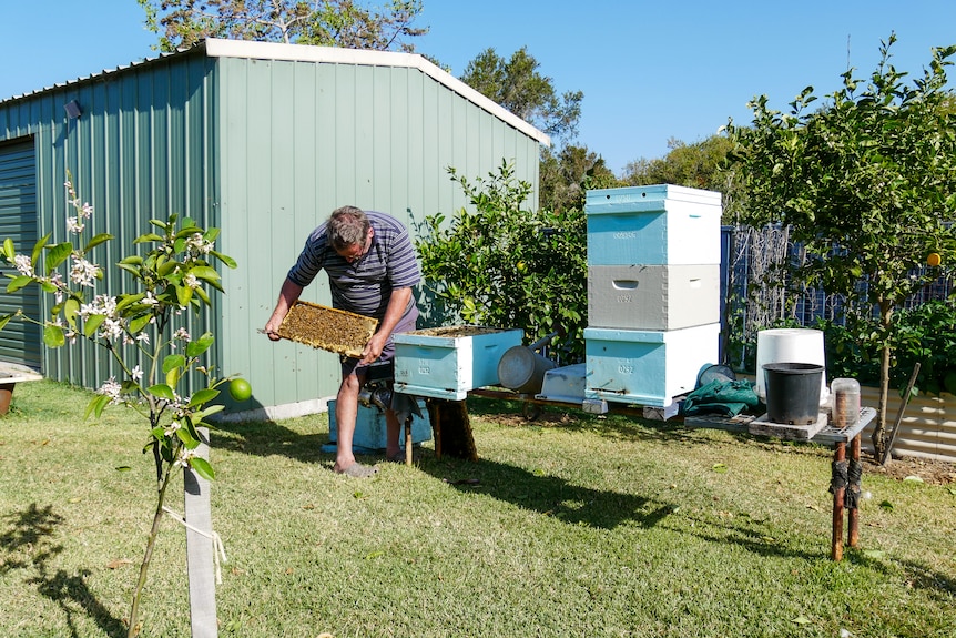 A man wearing a blue shirt and shorts checks a bee hive frame in his backyard.