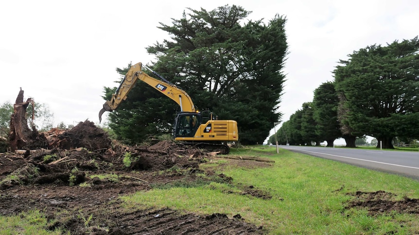 A tree being pulled down by an excavator, with a row of trees in the background.