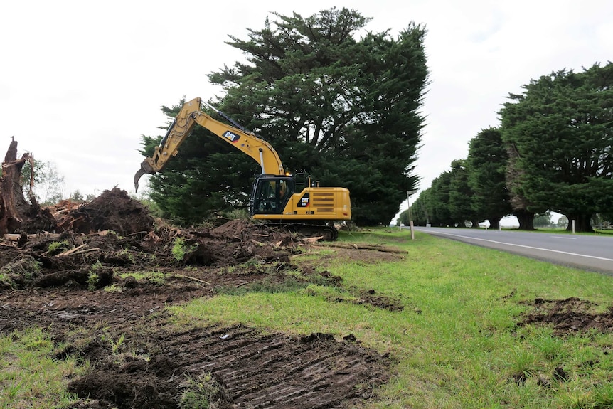 A tree being pulled down by an excavator, with a row of trees in the background.